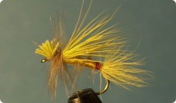 StoneflyLITTLEYELLOW.jpg